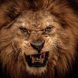 Close-Up Shot Of Roaring Lion-NejroN Photo-Photographic Print