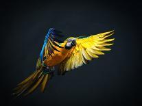Colourful Flying Ara On A Dark Background-NejroN Photo-Photographic Print