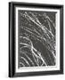 Neko 2-Emma Jones-Framed Giclee Print