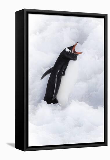 Neko Harbor, Antarctica. Gentoo Penguin Calls Out-Janet Muir-Framed Premier Image Canvas