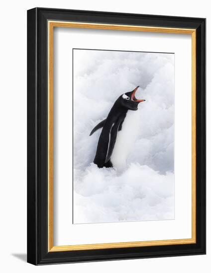 Neko Harbor, Antarctica. Gentoo Penguin Calls Out-Janet Muir-Framed Photographic Print