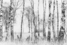 Black and White-Nel Talen-Photographic Print