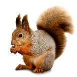 Eurasian Red Squirrel in Front of A White Background-nelik-Premier Image Canvas