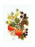 Wren in the Ivy-Nell Hill-Giclee Print
