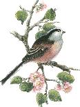 Wren on a Spray of Berries-Nell Hill-Giclee Print