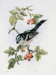 Long Tailed Tit and Cherry Blossom-Nell Hill-Giclee Print