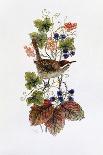 Wren in the Ivy-Nell Hill-Giclee Print
