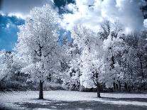 White Cherry Blossoms-Nelson Charette-Photographic Print