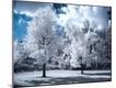 Photographic Print