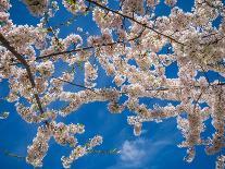White Cherry Blossoms-Nelson Charette-Framed Photographic Print