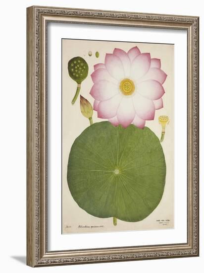 Nelumbium Speciosum Willd, 1800-10-null-Framed Giclee Print