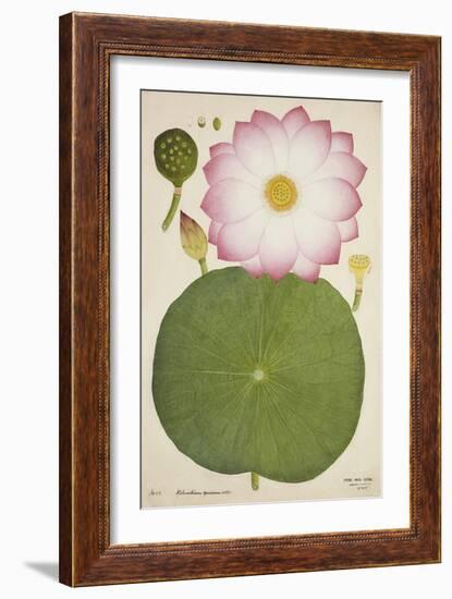 Nelumbium Speciosum Willd, 1800-10-null-Framed Giclee Print