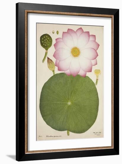 Nelumbium Speciosum Willd, 1800-10-null-Framed Giclee Print