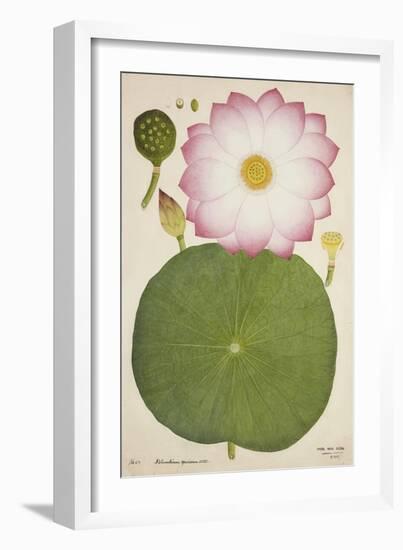 Nelumbium Speciosum Willd, 1800-10-null-Framed Giclee Print