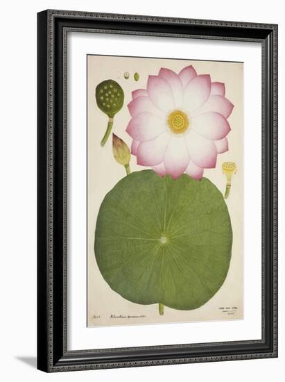 Nelumbium Speciosum Willd, 1800-10-null-Framed Giclee Print