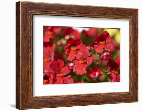 Nemesia, blossoms, red, close-up-David & Micha Sheldon-Framed Photographic Print