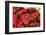 Nemesia, blossoms, red, close-up-David & Micha Sheldon-Framed Photographic Print