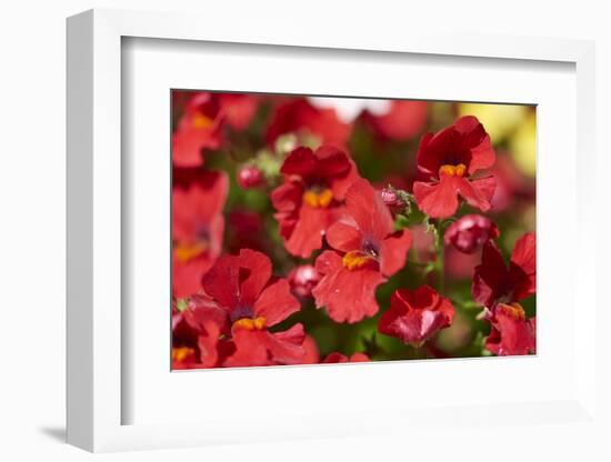 Nemesia, blossoms, red, close-up-David & Micha Sheldon-Framed Photographic Print