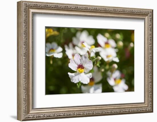 Nemesia, blossoms, white, close-up-David & Micha Sheldon-Framed Photographic Print