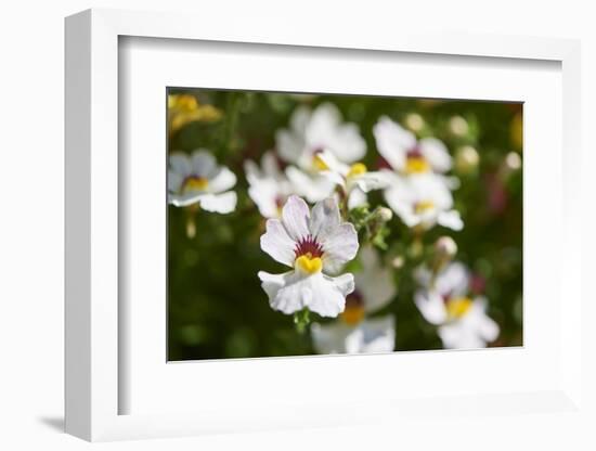 Nemesia, blossoms, white, close-up-David & Micha Sheldon-Framed Photographic Print