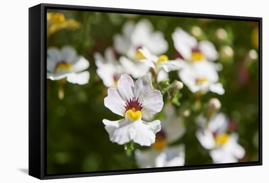 Nemesia, blossoms, white, close-up-David & Micha Sheldon-Framed Stretched Canvas