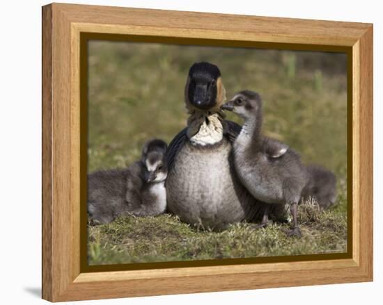 Nene, Branta Sandvicensis, Hawaiian Goose with Goslings, Burscough-Steve & Ann Toon-Framed Premier Image Canvas