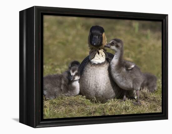 Nene, Branta Sandvicensis, Hawaiian Goose with Goslings, Burscough-Steve & Ann Toon-Framed Premier Image Canvas