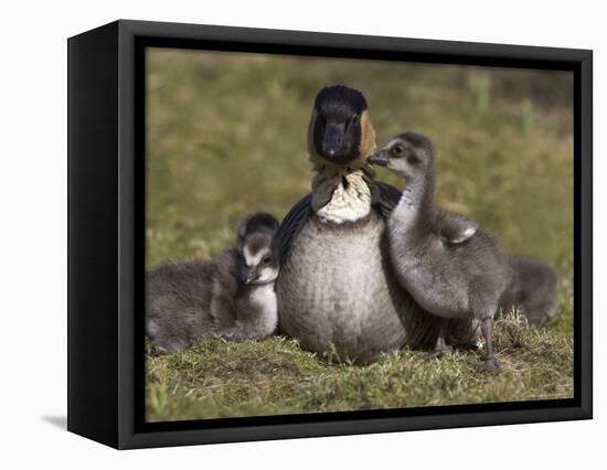 Nene, Branta Sandvicensis, Hawaiian Goose with Goslings, Burscough-Steve & Ann Toon-Framed Premier Image Canvas