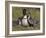 Nene, Branta Sandvicensis, Hawaiian Goose with Goslings, Burscough-Steve & Ann Toon-Framed Photographic Print