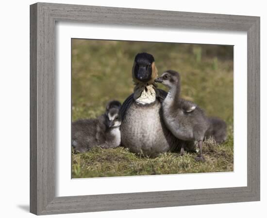 Nene, Branta Sandvicensis, Hawaiian Goose with Goslings, Burscough-Steve & Ann Toon-Framed Photographic Print