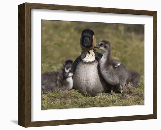 Nene, Branta Sandvicensis, Hawaiian Goose with Goslings, Burscough-Steve & Ann Toon-Framed Photographic Print