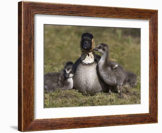 Nene, Branta Sandvicensis, Hawaiian Goose with Goslings, Burscough-Steve & Ann Toon-Framed Photographic Print