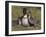 Nene, Branta Sandvicensis, Hawaiian Goose with Goslings, Burscough-Steve & Ann Toon-Framed Photographic Print