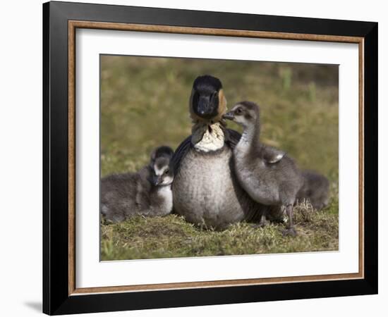 Nene, Branta Sandvicensis, Hawaiian Goose with Goslings, Burscough-Steve & Ann Toon-Framed Photographic Print