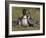 Nene, Branta Sandvicensis, Hawaiian Goose with Goslings, Burscough-Steve & Ann Toon-Framed Photographic Print