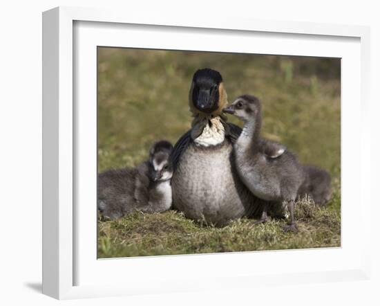 Nene, Branta Sandvicensis, Hawaiian Goose with Goslings, Burscough-Steve & Ann Toon-Framed Photographic Print