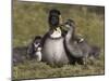 Nene, Branta Sandvicensis, Hawaiian Goose with Goslings, Burscough-Steve & Ann Toon-Mounted Photographic Print