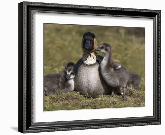 Nene, Branta Sandvicensis, Hawaiian Goose with Goslings, Burscough-Steve & Ann Toon-Framed Photographic Print