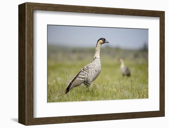 Nene - Hawaiian Goose (Branta Sandvicensis) Hawaii. April. Vulnerable Species-Gerrit Vyn-Framed Photographic Print