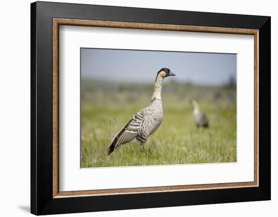 Nene - Hawaiian Goose (Branta Sandvicensis) Hawaii. April. Vulnerable Species-Gerrit Vyn-Framed Photographic Print