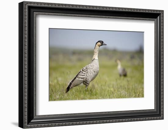 Nene - Hawaiian Goose (Branta Sandvicensis) Hawaii. April. Vulnerable Species-Gerrit Vyn-Framed Photographic Print