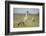 Nene - Hawaiian Goose (Branta Sandvicensis) Hawaii. April. Vulnerable Species-Gerrit Vyn-Framed Photographic Print