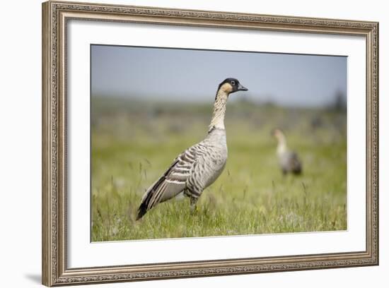 Nene - Hawaiian Goose (Branta Sandvicensis) Hawaii. April. Vulnerable Species-Gerrit Vyn-Framed Photographic Print