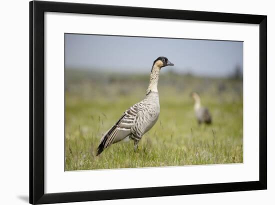 Nene - Hawaiian Goose (Branta Sandvicensis) Hawaii. April. Vulnerable Species-Gerrit Vyn-Framed Photographic Print