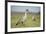 Nene - Hawaiian Goose (Branta Sandvicensis) Hawaii. April. Vulnerable Species-Gerrit Vyn-Framed Photographic Print