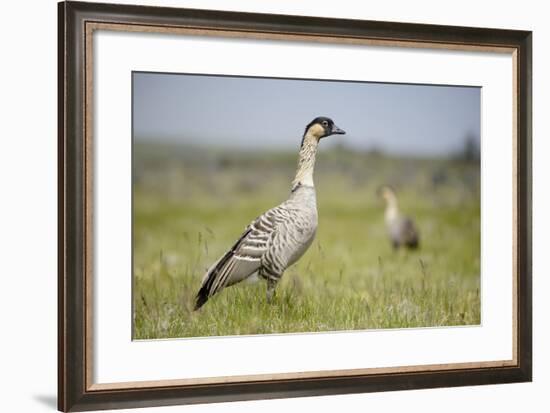 Nene - Hawaiian Goose (Branta Sandvicensis) Hawaii. April. Vulnerable Species-Gerrit Vyn-Framed Photographic Print