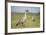 Nene - Hawaiian Goose (Branta Sandvicensis) Hawaii. April. Vulnerable Species-Gerrit Vyn-Framed Photographic Print