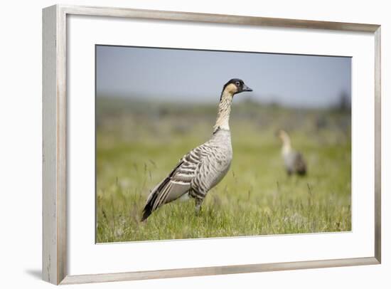 Nene - Hawaiian Goose (Branta Sandvicensis) Hawaii. April. Vulnerable Species-Gerrit Vyn-Framed Photographic Print