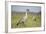 Nene - Hawaiian Goose (Branta Sandvicensis) Hawaii. April. Vulnerable Species-Gerrit Vyn-Framed Photographic Print