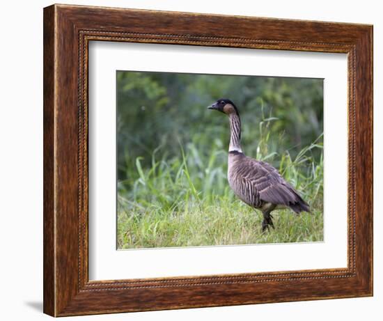 Nene Hawaiian Goose on the Island of Kauai, Hawaii, USA-David R. Frazier-Framed Photographic Print